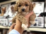 Maltipoo Irkının En Güzel Yavruları Için Arayabilirsiniz