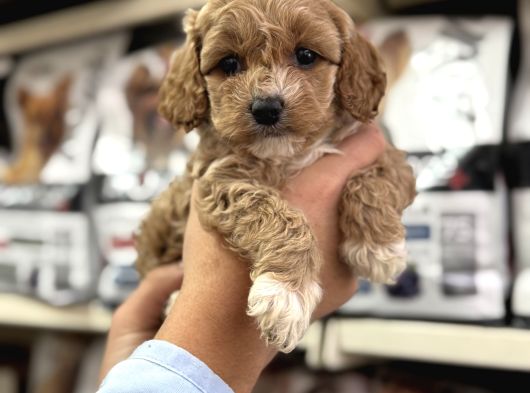 Maltipoo Bebeklerimiz Mini Boy Kg Garantili