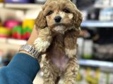 Maltipoo Irkının En Güzel Yavruları Için Arayabilirsiniz