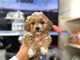 Maltipoo Yavrularımız Tüy Dökmez Koku Yapmaz