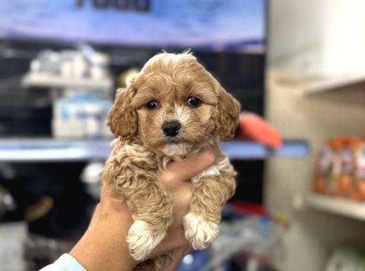 Maltipoo Yavrularımız Tüy Dökmez Koku Yapmaz görsel