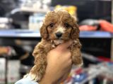 Maltipoo Bebeklerimiz Mini Boy Kg Garantili