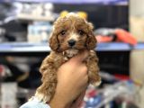Maltipoo Yavrularımız Tüy Dökmez Koku Yapmaz