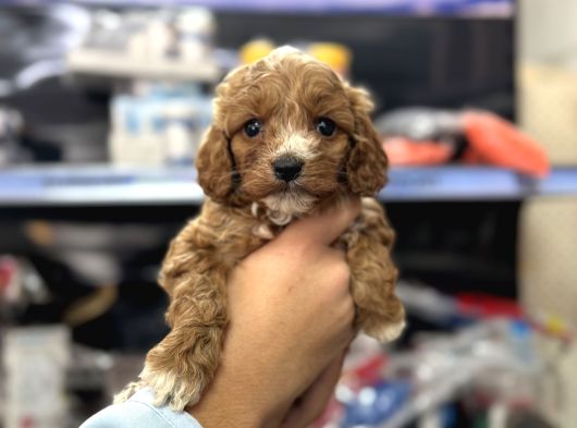 Maltipoo Bebekler Tüy Dökmez Koku Yapmaz