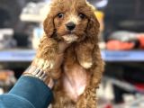 Maltipoo Yavrularımız Tüy Dökmez Koku Yapmaz