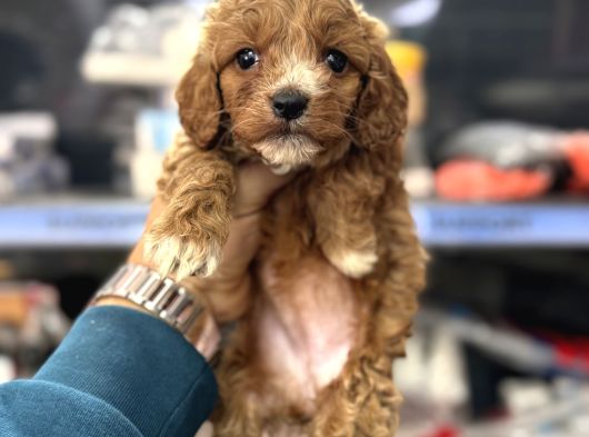 Maltipoo Yavrularımız Tüy Dökmez Koku Yapmaz görsel