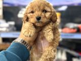 Maltipoo Yavrularımız Tüy Dökmez Koku Yapmaz