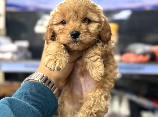 Maltipoo Yavrularımız Tüy Dökmez Koku Yapmaz görsel
