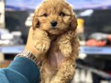Maltipoo Bebeklerimiz Mini Boy Kg Garantili