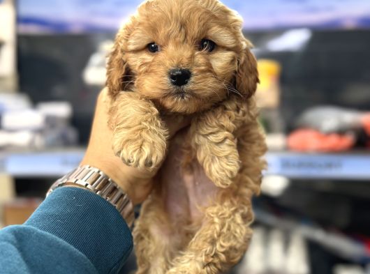 Maltipoo Bebeklerimiz Mini Boy Kg Garantili görsel