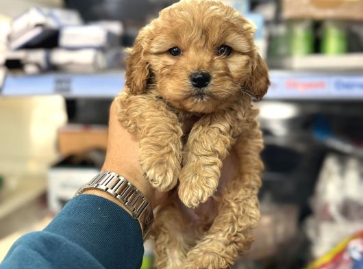 Maltipoo Yavrularımız Tüy Dökmez Koku Yapmaz