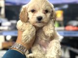 Maltipoo Bebeklerimiz Mini Boy Kg Garantili