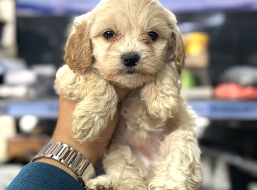 Maltipoo Bebeklerimiz Mini Boy Kg Garantili görsel