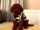 Profesyonel Bakimli Poodle Yavrulari Sağlik Garanti̇li̇