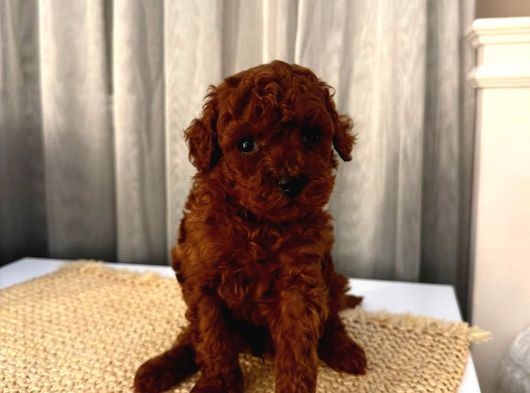 Profesyonel Bakimli Poodle Yavrulari Sağlik Garanti̇li̇ görsel