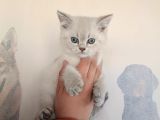 British Shorthair Yavrusu