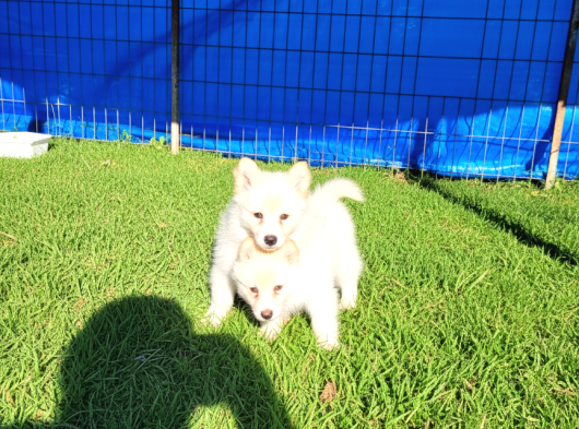 Dişi Erkek Samoyed Yavrularımız görsel