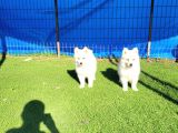 Dişi Erkek Samoyed Yavrularımız