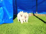 Dişi Erkek Samoyed Yavrularımız