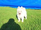 Dişi Erkek Samoyed Yavrularımız