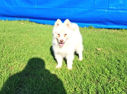 Dişi Erkek Samoyed Yavrularımız görsel