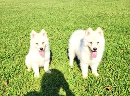 Dişi Erkek Samoyed Yavrularımız