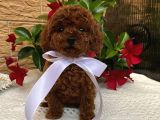 Yeni Yıl Hediyeniz Red Toypoodle Yavrular