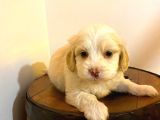 Maltipoo yavrularımız uygundur