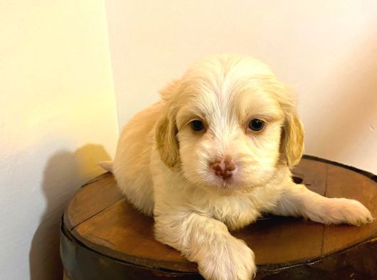 Maltipoo Yavrularımız Uygundur