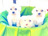 A Kalite Maltese Bebekler