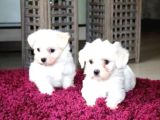 Ev doğumu maltese bebekler