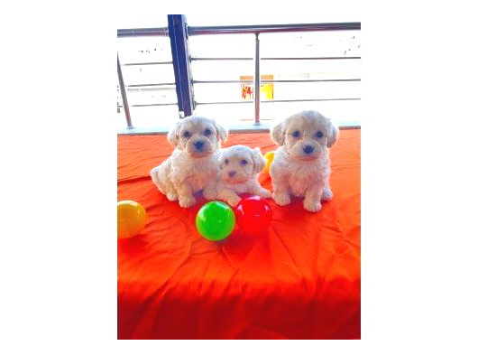 Topak Gibi Maltipoo Yavrularımız