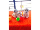 Topak Gibi Maltipoo Yavrularımız