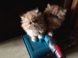Safkan anne babadan iran persian bebekler ücretli