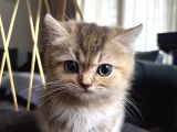 Orji̇nal Irk Di̇şi̇ Bri̇ti̇sh