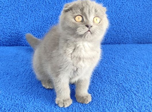 Scotti̇sh Ponçi̇k Yeni̇ Sahi̇bi̇ni̇ Ariyor görsel