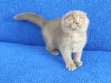 Scotti̇sh Ponçi̇k Yeni̇ Sahi̇bi̇ni̇ Ariyor