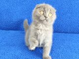 Scotti̇sh Ponçi̇k Yeni̇ Sahi̇bi̇ni̇ Ariyor