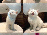 Bri̇ti̇sh Blue Ve Poi̇nt Bebekler