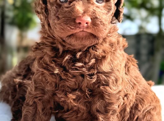 Chocolate Toy Poodle Yavrular görsel