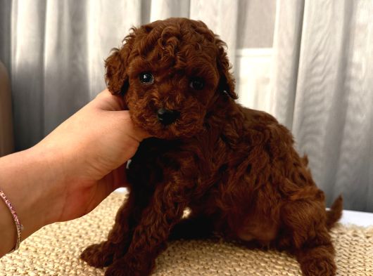 Oyuncu Sağlıklı Poodle Bebekler görsel