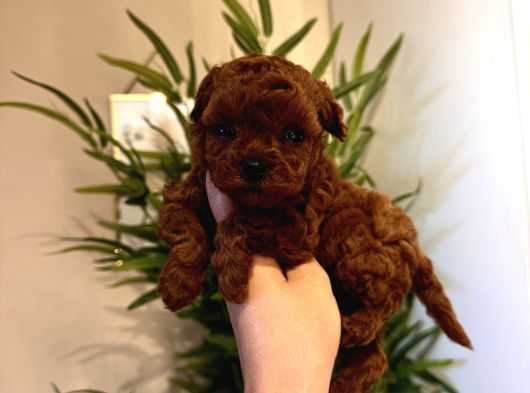 Oyuncu Sağlıklı Poodle Bebekler görsel