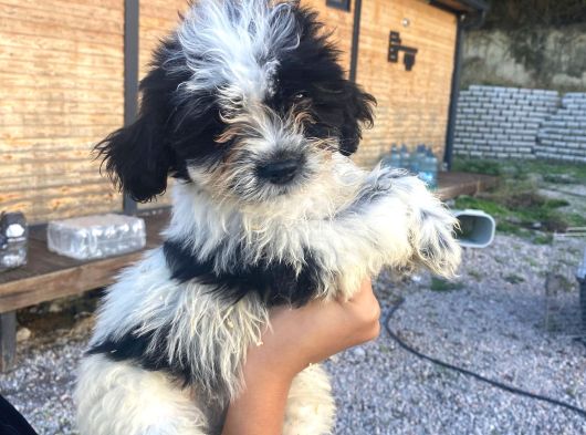 Ücretsi̇z Si̇yah Beyaz Shi̇h Tzu Yavrulari 5 Aylik Shihtzu