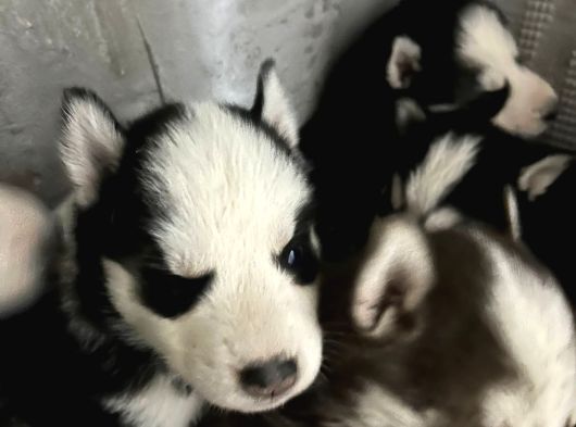 Kızıl Ve Siyah Beyaz Husky Bebekler görsel