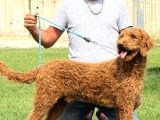 Safkan Dev Poodle