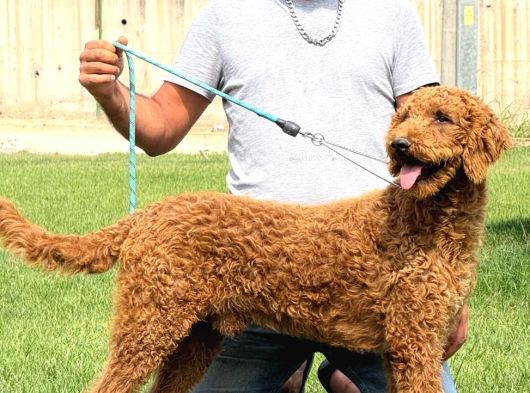 Safkan Dev Poodle görsel