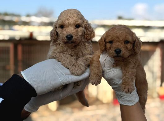 Safkan Dev Poodle görsel