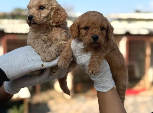 Safkan Dev Poodle görsel