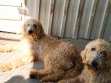 Safkan dev poodle