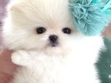 Ayı Surat Teacup pomerian boo bebeklerimiz